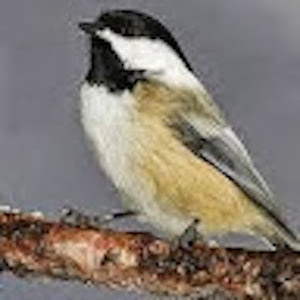 Parus familiarus